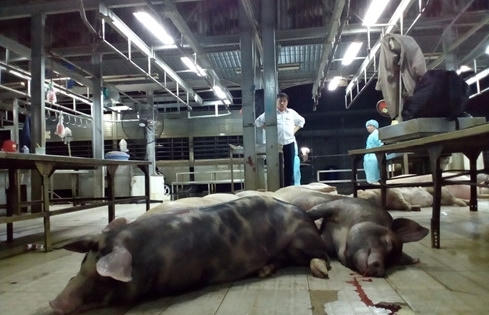 Bơm nước bẩn 623 con heo để xẻ thịt bán tại Sài Gòn