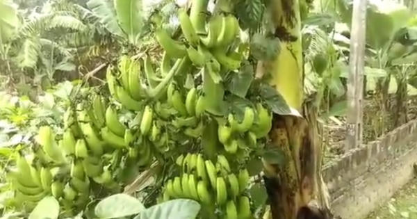 Phú Thọ: Chuyện lạ cây chuối có 2 buồng