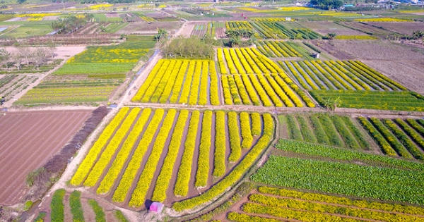Cúc "tiến vua" vàng rực cánh đồng ở Hưng Yên