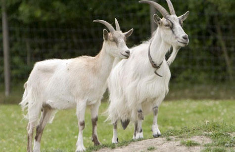 Lấy mạng người từ chuyện đàn dê