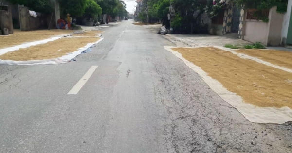 Hà Nội: Mặt đường bị “biến” thành sân phơi thóc lúa