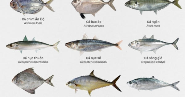 Những loại cá biển miền Trung an toàn để ăn