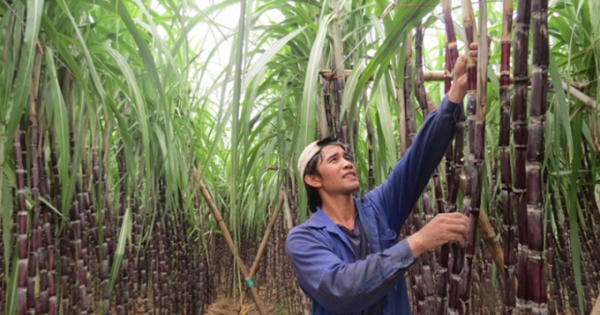 Dân Thái ăn đường nội địa giá 'cắt cổ': Nghịch lý do đâu?