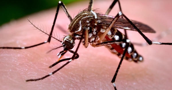 Bộ Y tế khẩn trương xác minh thông tin người Hàn Quốc nhiễm virus Zika từ Việt Nam