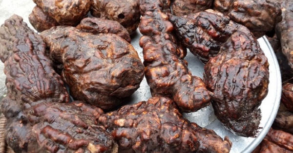 Xanh tóc, đỏ da nhờ cây hà thủ ô