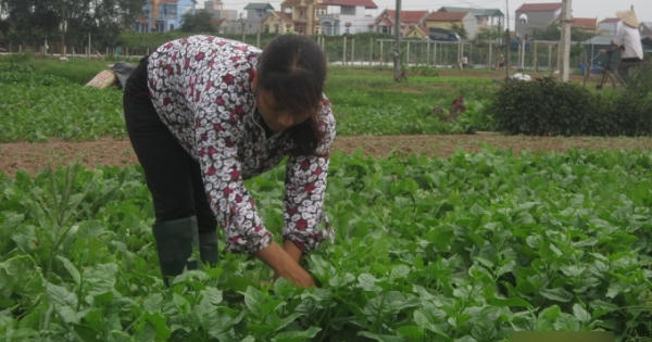 Làm rau chuẩn VietGAP thu nhập 500 triệu/ha