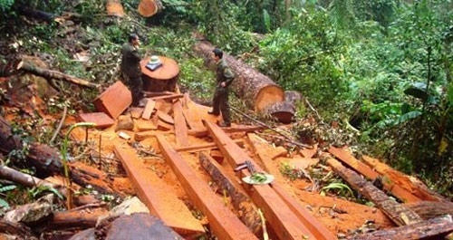 Nghệ An: Lâm tặc hung hãn dùng gậy sắt đánh gục cán bộ kiểm lâm