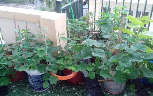 Ông bố trẻ mách cách trồng dưa lê “siêu ngọt” cho trái suốt hè