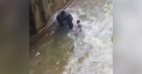 Bé trai 4 tuổi bị khỉ đột kéo lê trong chuồng