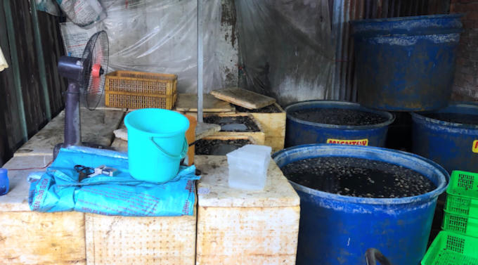 TP HCM: Phát hiện 2 cơ sở ngâm thịt ốc bươu với hóa chất công nghiệp