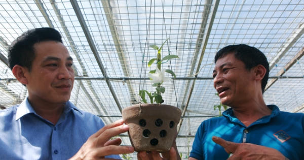 Đại gia Hà Nội nghiện "nàng Kiều Phi Yến”, có người trả 800 triệu vẫn không bán