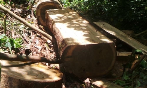 Thanh Hóa: Làm rõ trách nhiệm việc tàn phá rừng ở Pù Luông