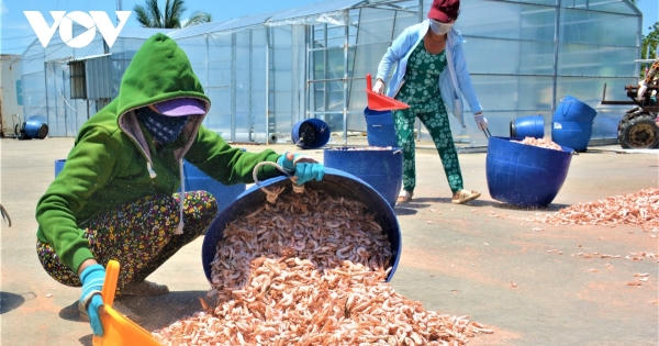 “Tôm khô Rạch Gốc” làm không đủ bán