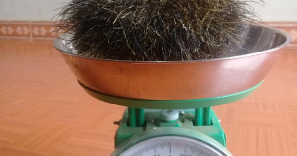 Sơn La: Mổ lợn nái 10 tuổi, phát hiện cát lợn quý hiếm