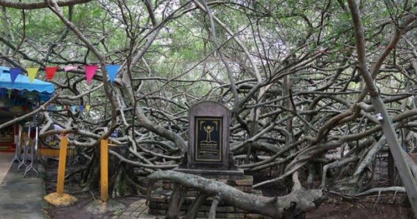 “Mê cung” Giàn Gừa nổi tiếng miền Tây