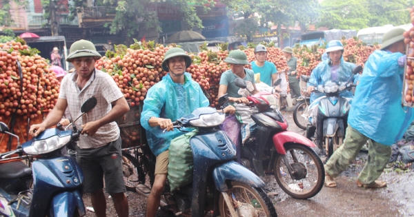 Lục Ngạn - Bắc Giang: Sắc đỏ, mầu của may mắn trên đất vải thiều Lục Ngạn - Bắc Giang: Sắc đỏ, mầu của may mắn trên đất vải thiều