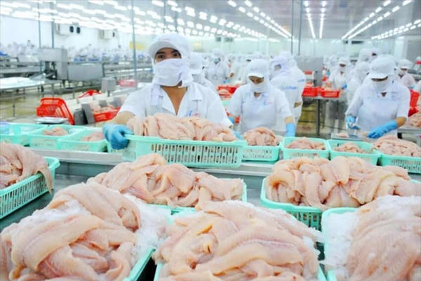 Xuất khẩu cá tra chế biến của Việt Nam sang Mỹ đạt hơn 17 triệu USD Xuất khẩu cá tra chế biến của Việt Nam sang Mỹ đạt hơn 17 triệu USD