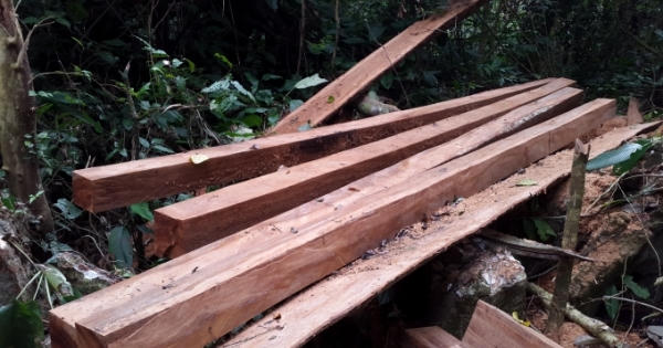 Bắc Kạn: 23 cây gỗ Nghiến bị "xẻ thịt" trong Khu bảo tồn Thiên nhiên Kim Hỷ