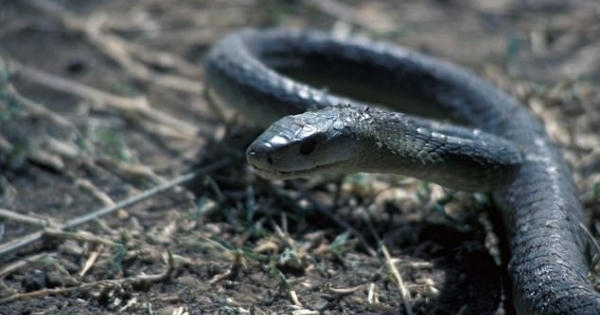 Rắn cắn chồng, chồng cắn vợ để... cùng chết