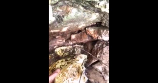 Chàng trai thọc tay khe đá lấy 6kg mật ong