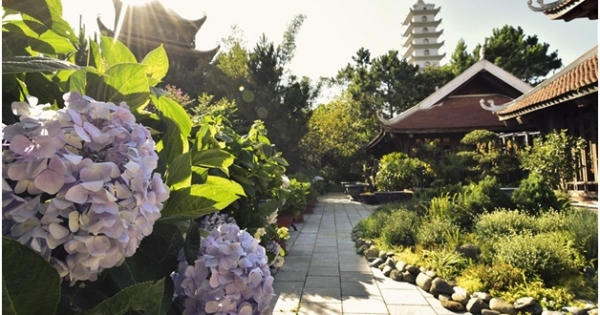 Mặc kệ đại dịch, hoa vẫn bừng nở khắp chốn ở Bà Nà