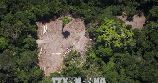 'Lá phổi' Amazon đang bốc cháy