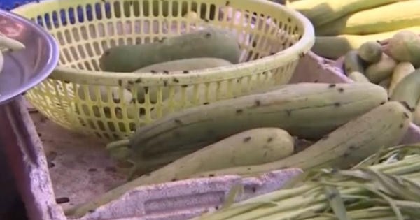 Dịch ruồi làm đảo lộn cuộc sống người dân Cần Thơ