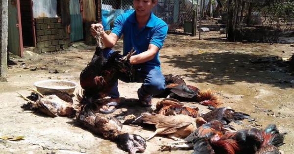 Khí amoniac độc như thế nào? Khí amoniac độc như thế nào?