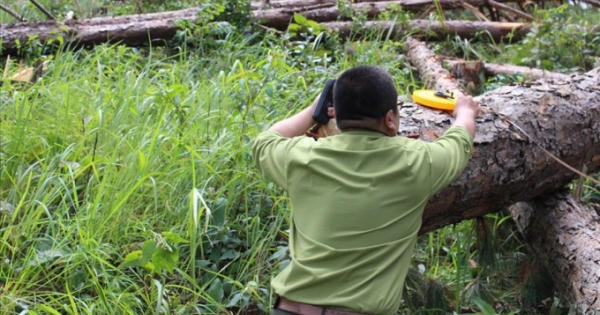 Lâm Đồng: Điều tra, xử lý các vụ phá rừng, hủy hoại rừng có dấu hiệu hình sự Lâm Đồng: Điều tra, xử lý các vụ phá rừng, hủy hoại rừng có dấu hiệu hình sự