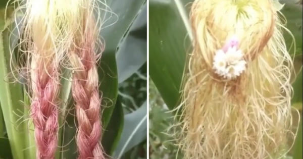 Nhà tạo mẫu râu ngô hàng đầu MXH vừa cho ra mắt bộ sưu tập mới