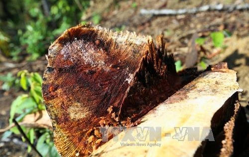 Điện Biên: Liên tiếp xảy ra các vụ phá rừng đặc dụng