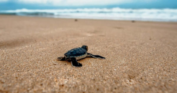 Rùa biển xuất hiện trở lại tại bờ biển Thái Lan