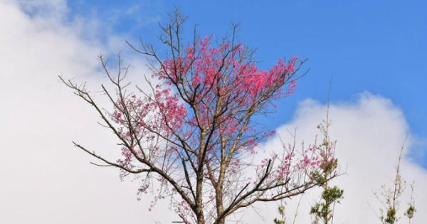 Rực rỡ sắc hoa Tớ Dày chiều Đông La Pán Tẩn