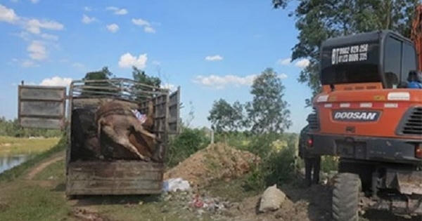 Bò chết bốc mùi vẫn mang đi tiêu thụ