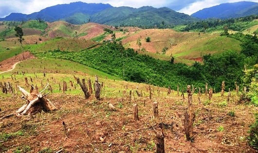 Đốt hàng trăm quả đồi đổi lấy... vài tấn thóc