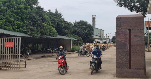 Yêu cầu dừng hoạt động sản xuất gỗ bóc trái phép tại Nhà máy tinh bột sắn Intimex
