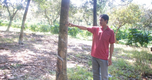Bình Phước: Điều tra vụ cây trồng bị chặt phá ở Đức Liễu