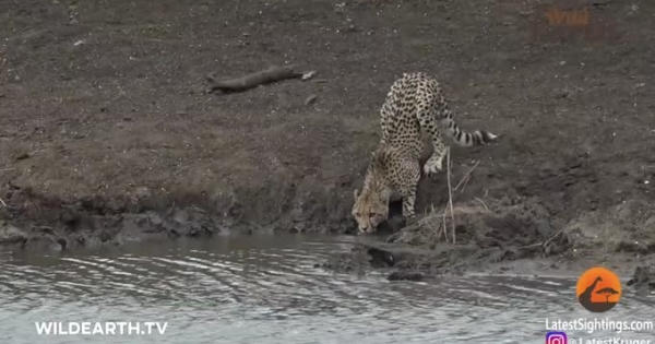 [Clip]: Kinh hoàng cảnh báo săn đang uống nước bị "sát thủ đầm lầy" đoạt mạng trong nháy mắt