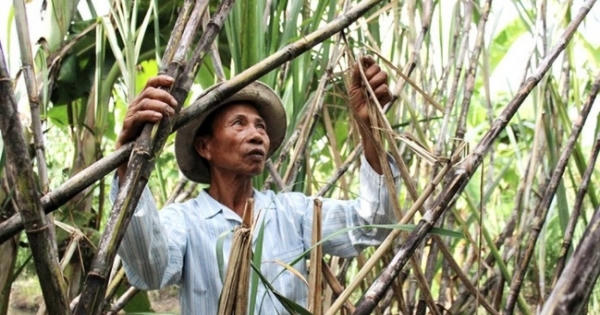 Nông dân khốn đốn vì bán mía nhận đường