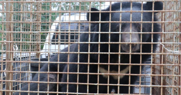 Nuôi gấu nặng gần 200 kg để làm cảnh