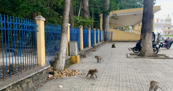 Đề xuất đưa đàn khỉ trong nội ô Tòa Thánh Cao Đài về môi trường tự nhiên Đề xuất đưa đàn khỉ trong nội ô Tòa Thánh Cao Đài về môi trường tự nhiên