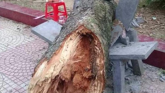 Hải Dương: Cành cây rơi vào người làm Phó hiệu trưởng tử vong tại chỗ