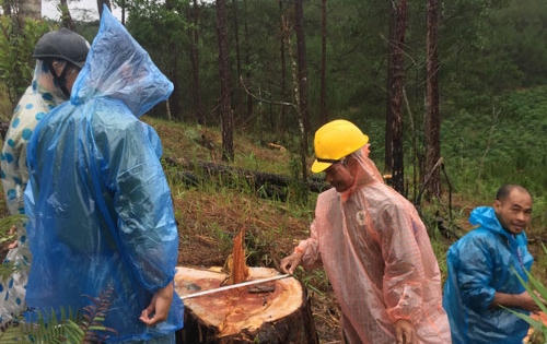 Rừng ở Lâm Đồng liên tục bị “xẻ thịt”