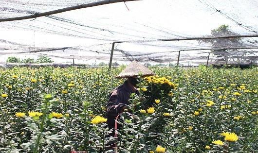 Hoa 'được giá' người Tây Tựu vẫn buồn