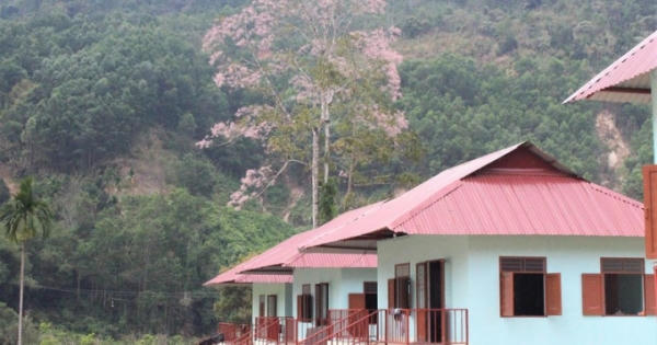 Sức sống mới trên vùng sạt lở Trà Leng