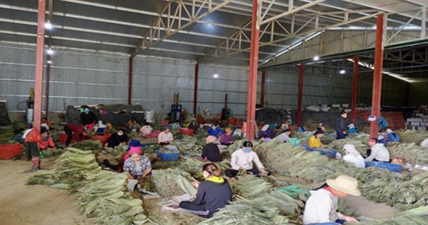 'Nhặt lá xoá nghèo' ở nơi địa đầu Tổ quốc