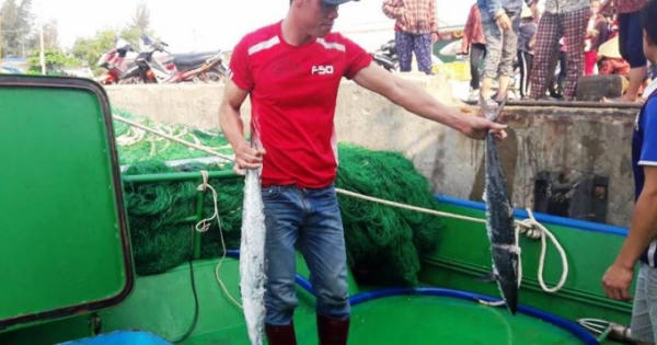 Một tàu ngư dân ở Hà Tĩnh lãi gần 400 triệu vì trúng đậm mẻ cá thu Một tàu ngư dân ở Hà Tĩnh lãi gần 400 triệu vì trúng đậm mẻ cá thu