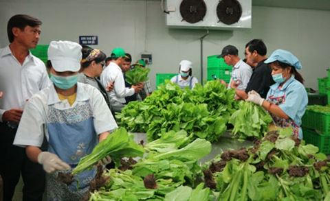 Hà Nội phát hiện hàng loạt mẫu thực phẩm được công nhận là 'sạch' nhưng cực 'bẩn'