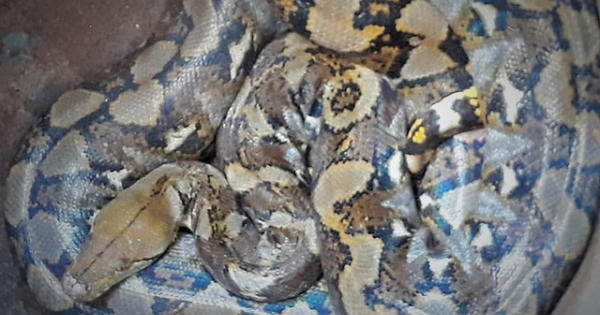 Bắt được con nưa 9 lỗ mũi, dân hoảng sợ thả về rừng