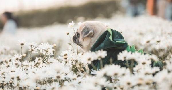 Cộng đồng mạng "điên đảo" với bộ ảnh "cún con" bên cúc họa mi